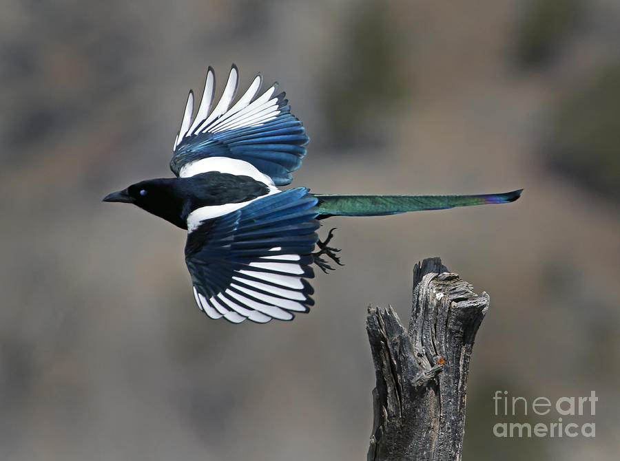 Magpie In Flight  #0679 Photograph by J L Woody Wooden