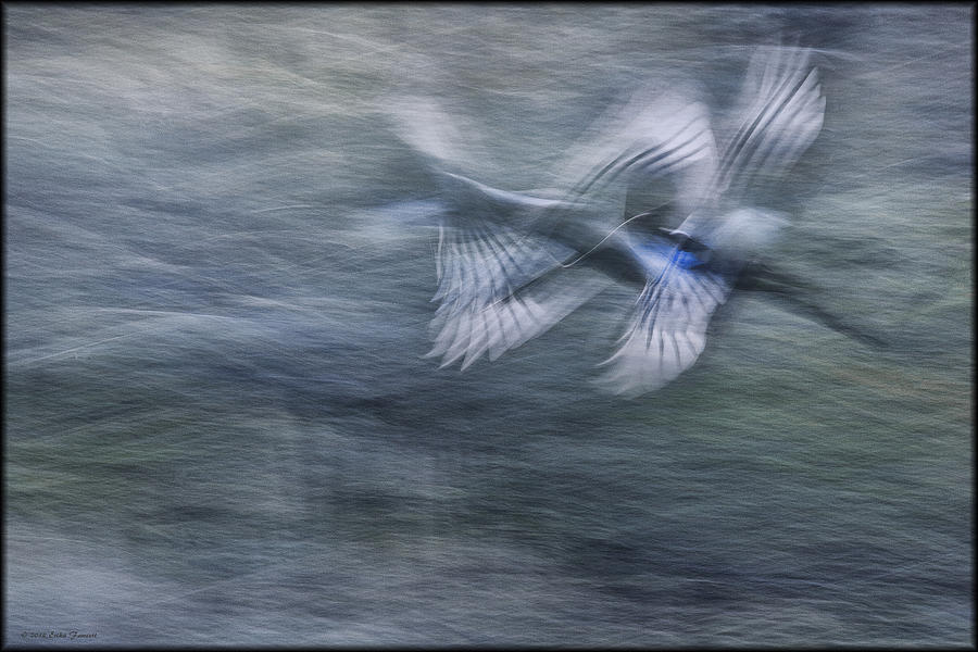 Magpie in Flight Photograph by Erika Fawcett