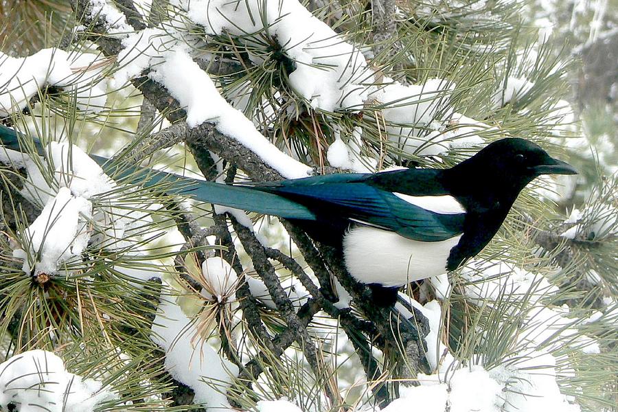Magpie in the Snow Photograph by Marilyn Burton