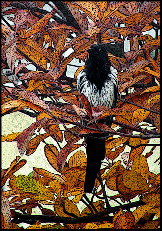 Magpies Photograph - Magpie In Tree by Frank Gaffney