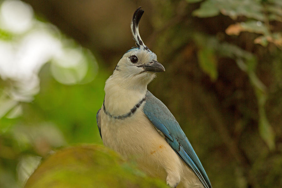 Magpie Jay in Costa Rica Photograph by Natural Focal Point Photography