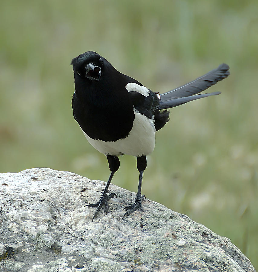 Magpie Photograph by Lee Kirchhevel