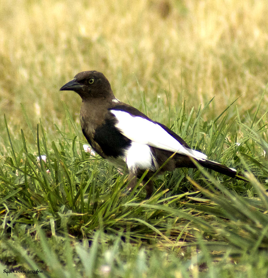 Nature Photograph - Magpie Maybe by Cecily Vermote