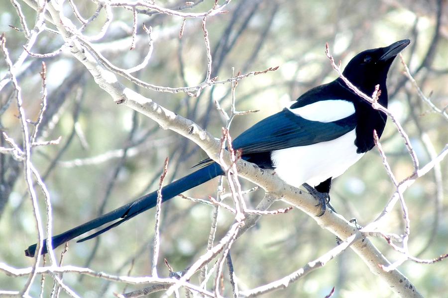 Nature Photograph - Magpie on Aspen Tree by Marilyn Burton