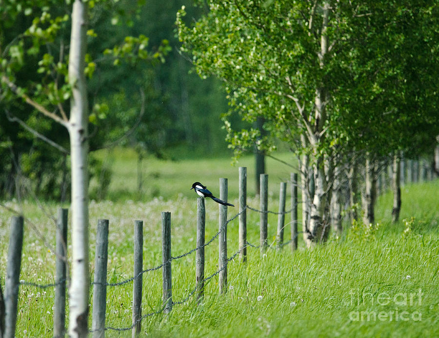 Nature Photograph - Magpie On The Fence by Linda Rich
