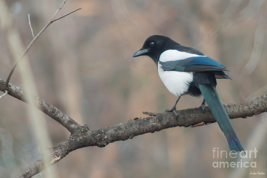 Magpie Perched on Twig Photograph by Jivko Nakev