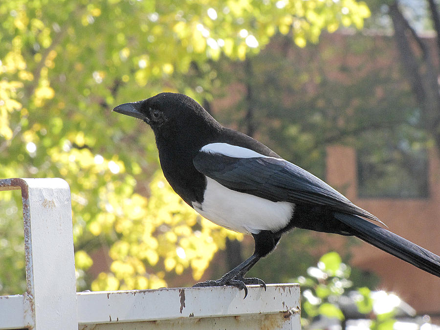 Magpie Painting by Phil Welsher