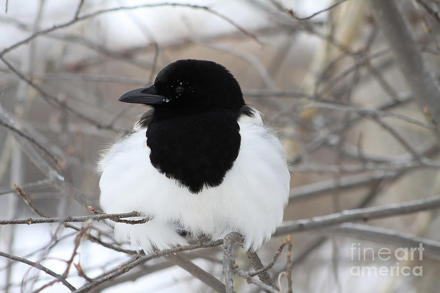 Magpie Profile Photograph by Alyce Taylor