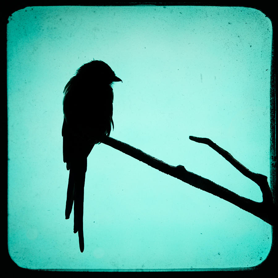 Magpie Shrike Silhouette Photograph by Gary Heller