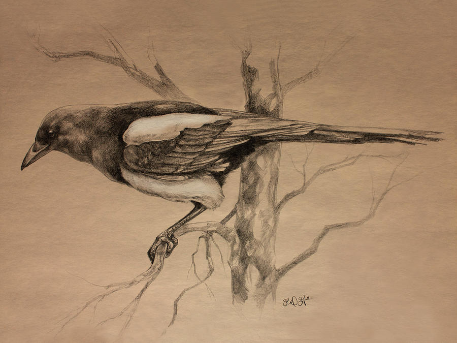 Magpie sketch Drawing by Derrick Higgins