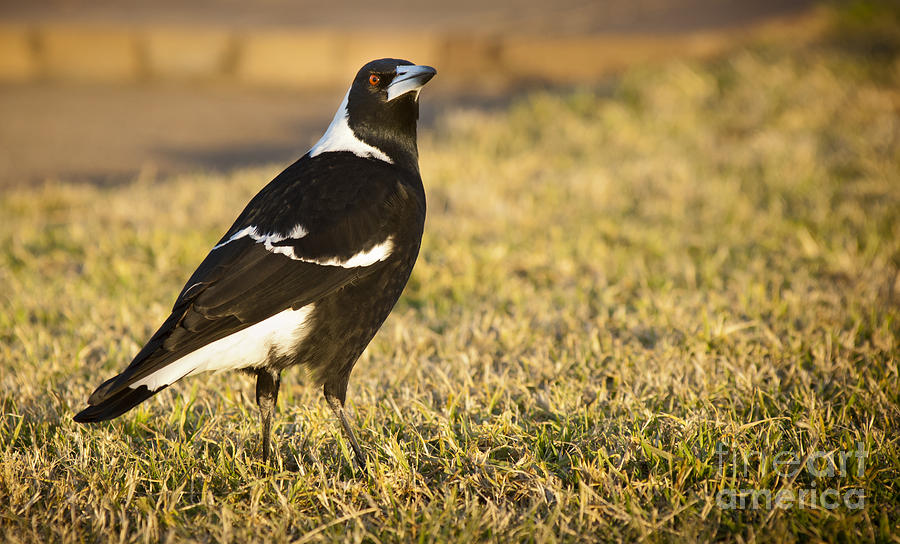 Magpie Photograph by THP Creative
