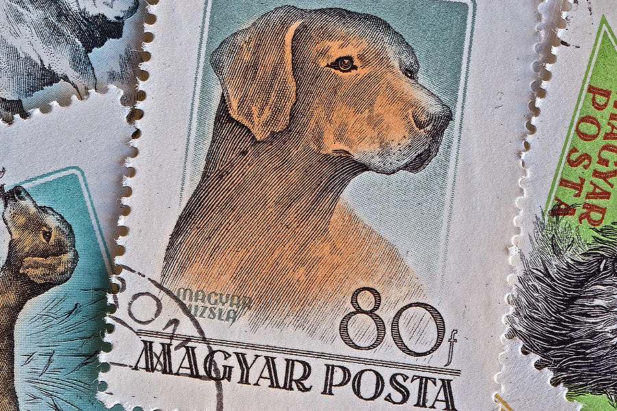 Magyar Hungary Dog Stamp Collage - Circa 1956 Photograph by Bill Owen