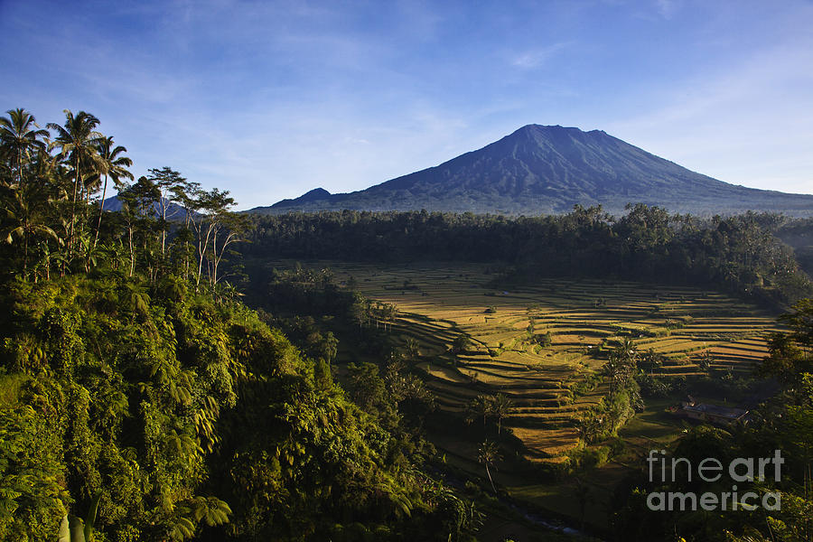Mahariri Rice Fields Bali Photograph by Craig Lovell