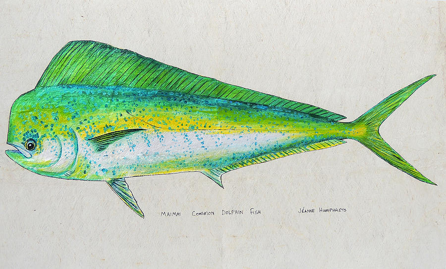 common dolphin fish