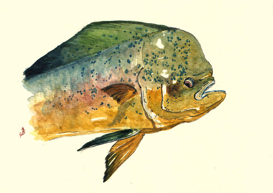 Fish Painting - Mahi Mahi fish by Juan  Bosco