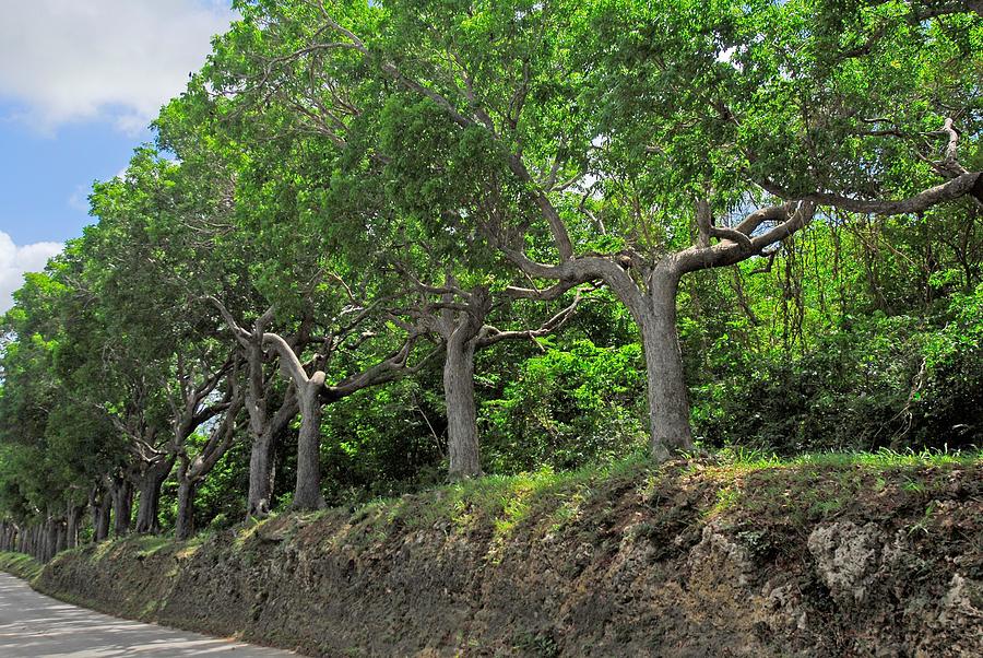 Mahogany Trees in Barbados Photograph by Willie Harper