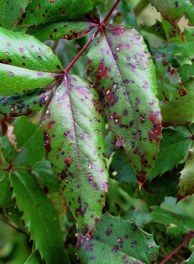 Mahonia Rust Photograph by Geoff Kidd/science Photo Library