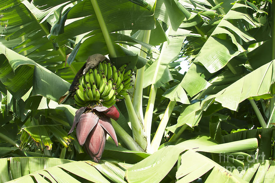 Maia - Organic Banana Photograph by Sharon Mau