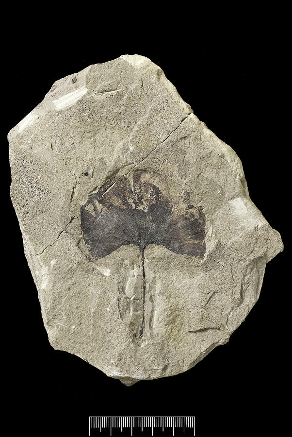 Maidenhair Tree (ginkgo Gardneri) Fossil Photograph by Science Photo Library Maidenhair Tree (ginkgo Gardneri) Fossil Photograph by Science Photo Library
