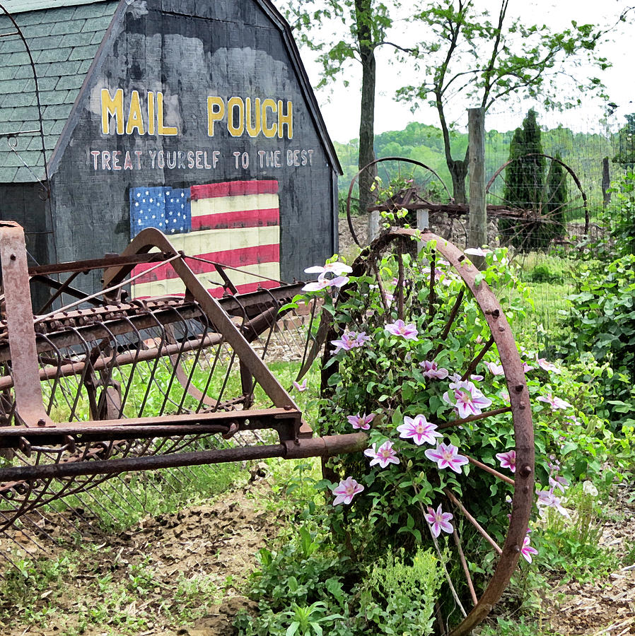 Mail Pouch Barn and Clematis Photograph by Patricia Januszkiewicz