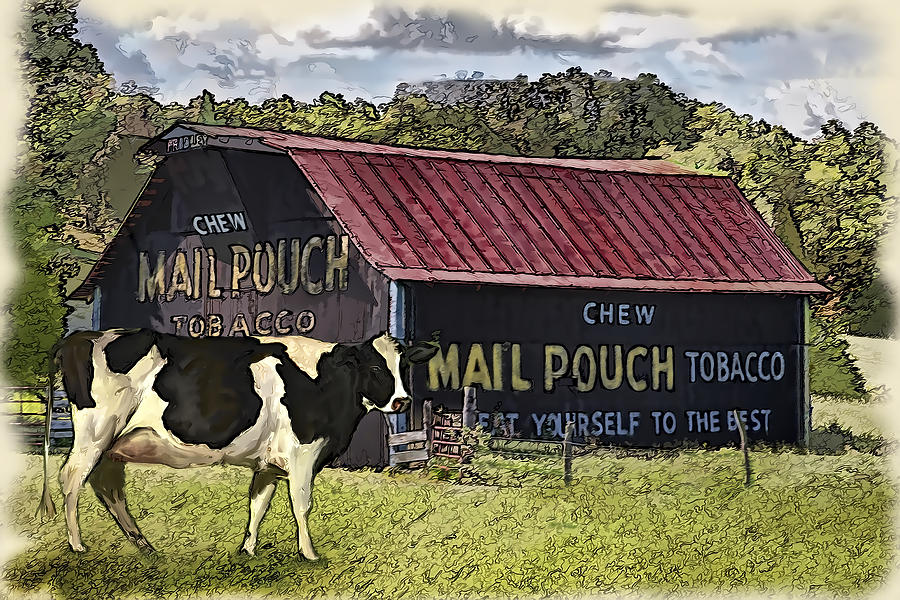 Mail Pouch Barn with Cow Digital Art by Mary Almond