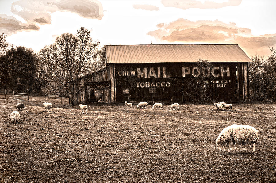Mail Pouch Tobacco Barn And Sheep Photograph by Randall Branham