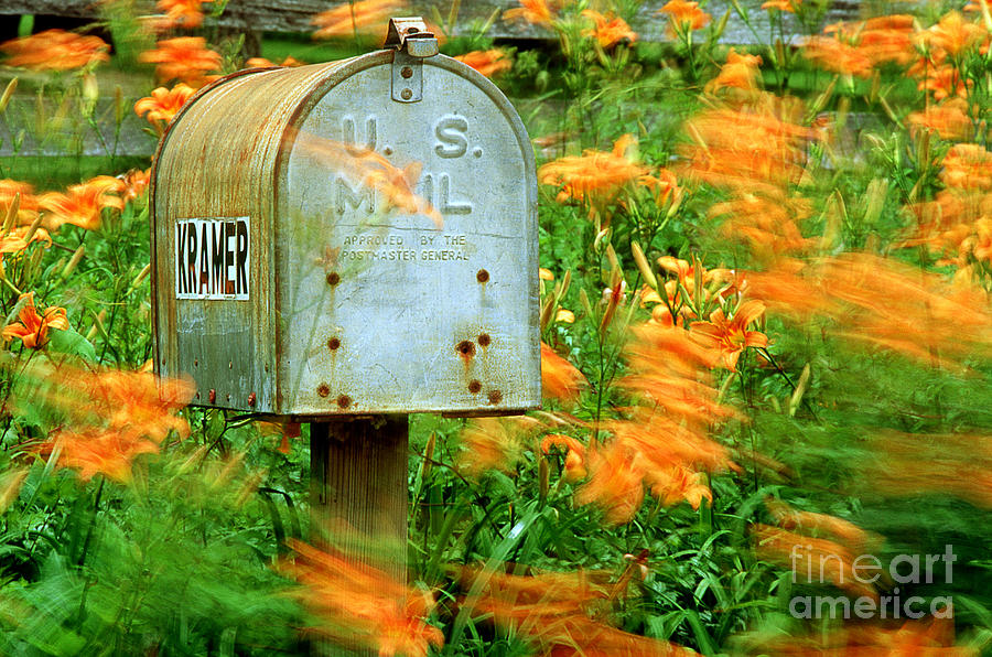 Mailbox Surrounded By Tiger Lilies Photograph by James L. Amos