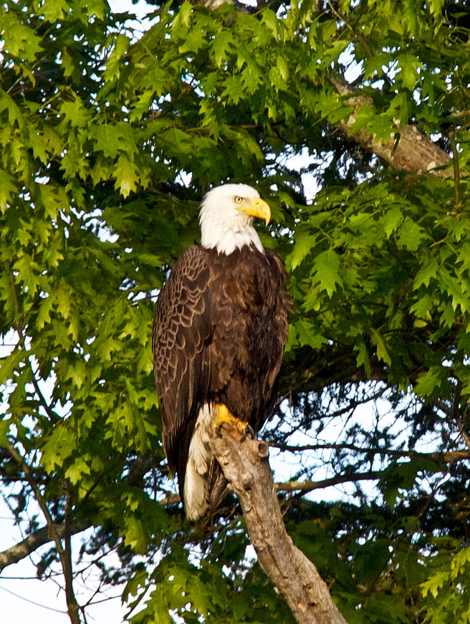 Maine Bald Eagle Photograph by Lena Hatch - Fine Art America