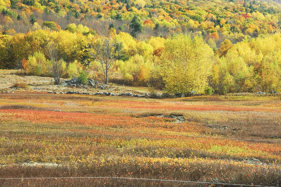 Maine Blueberry Field -Fall Folige - Forest Photograph by Keith Webber Jr
