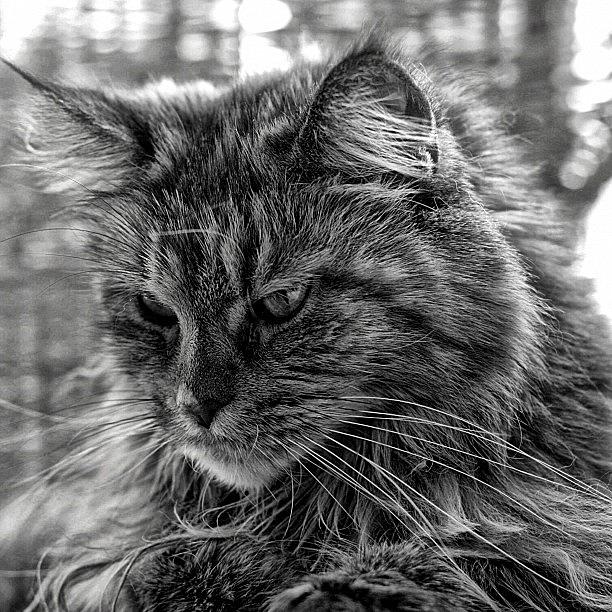 Animal Photograph - Maine Coon Black Torby Classic Portrait by Manuela Kohl