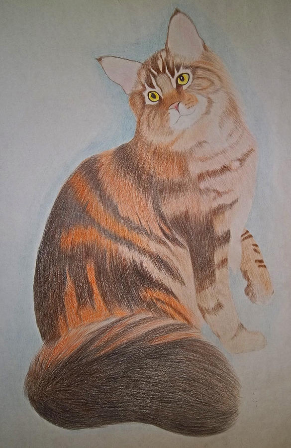 Maine Coon Cat Drawing by Gregory Murray