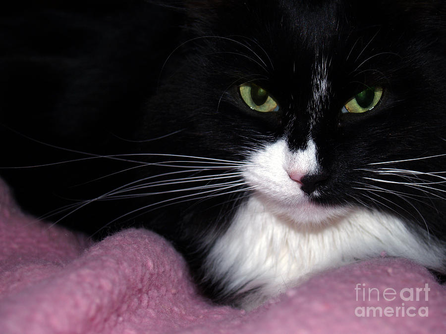 Maine Coon Eyes with Pink Blanket Photograph by Anna Lisa Yoder