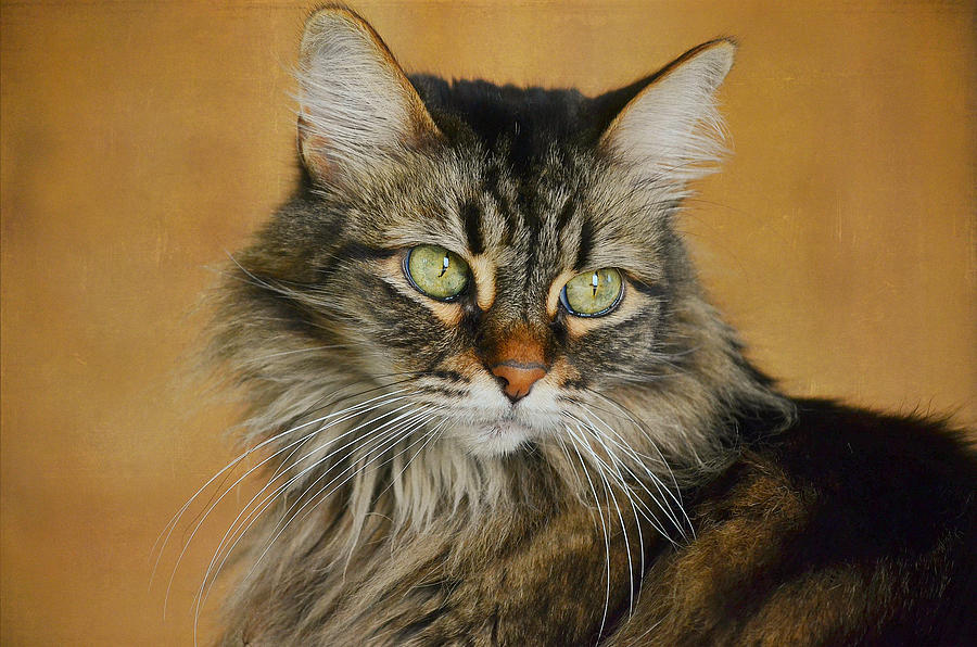 Cat Photograph - Maine Coon In Topaz 2 by Fraida Gutovich
