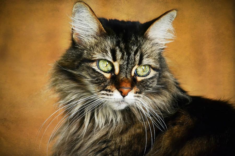Cat Photograph - Maine Coon In Topaz by Fraida Gutovich