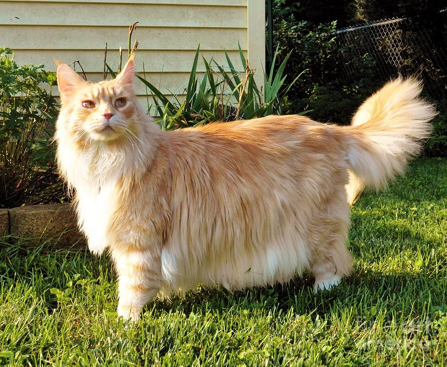 Maine Coon Outside Photograph by Judy Via-Wolff