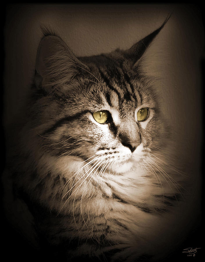 Maine Coon Portrait Photograph by M Spadecaller