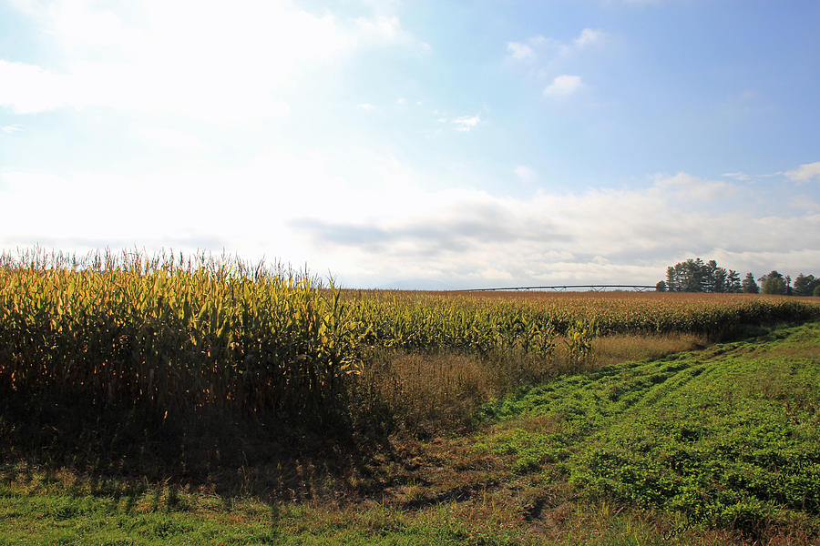 Maine Corn Field Photograph by Becca Wilcox