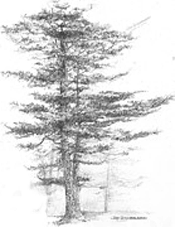 MaineEastern White Pine Drawing by Jim Hubbard Pixels