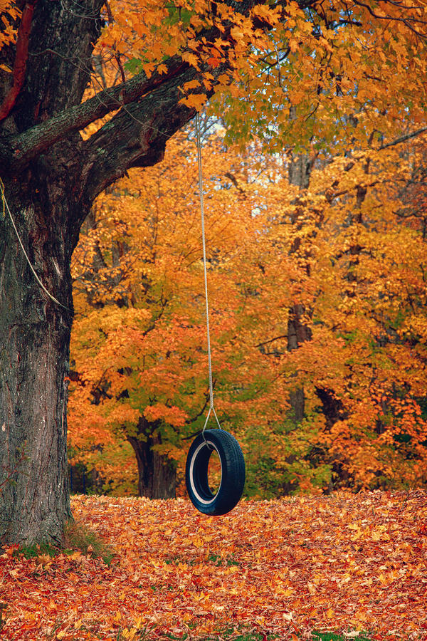 Maine fall foliage around tire swing Photograph by Jeff Folger