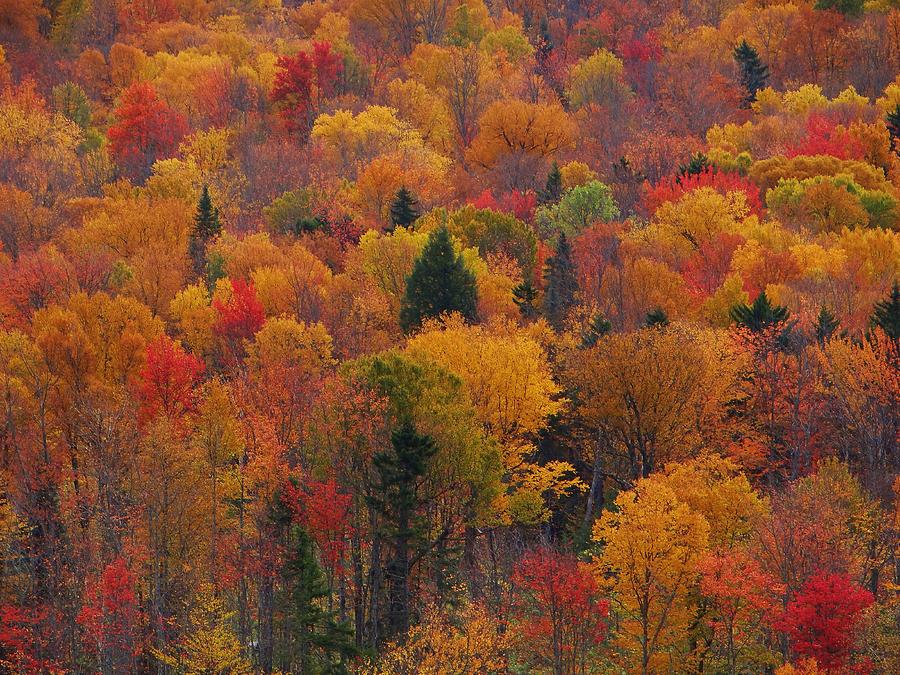 Fall Photograph - Maine Fall Foliage by Tim  Canwell