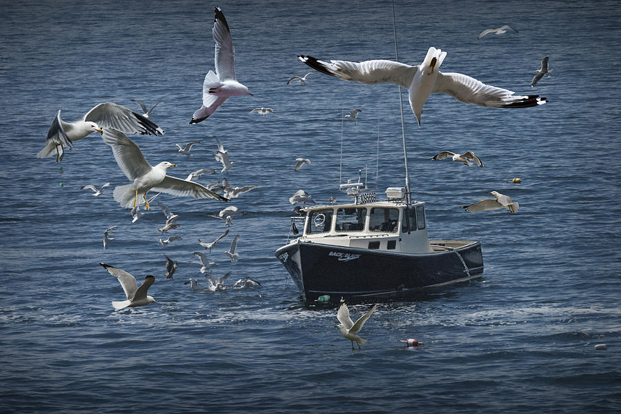 Maine Fishing Boat chased by Gulls Photograph by Randall Nyhof