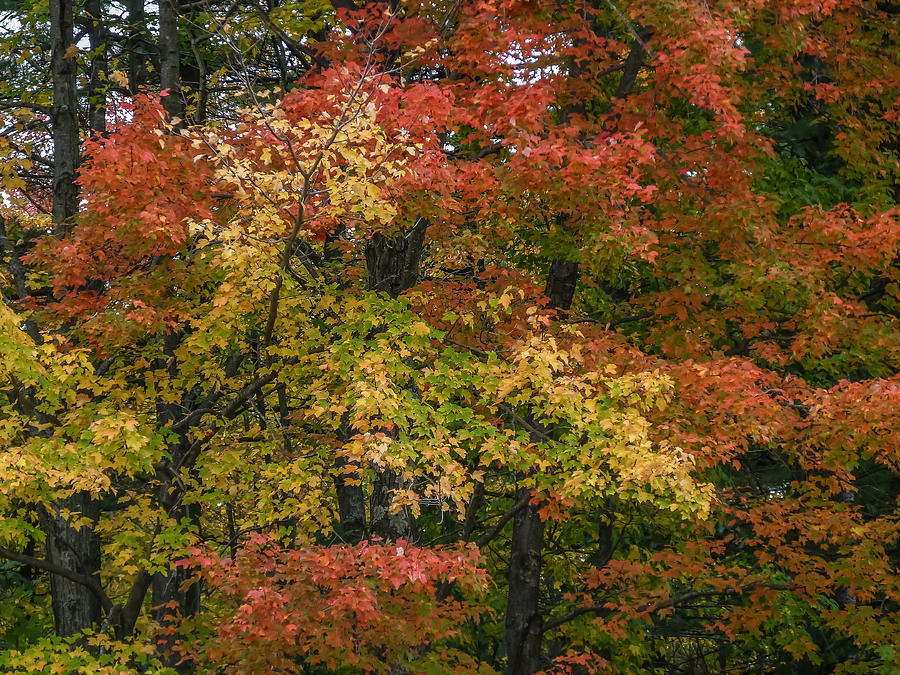 Maine foliage Photograph by Jane Luxton