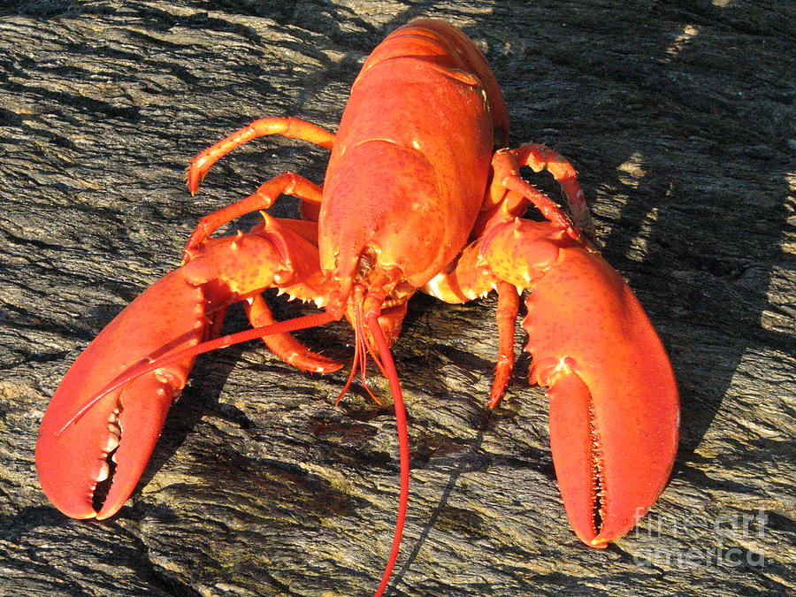 Maine Lobster Photograph by DejaVu Designs