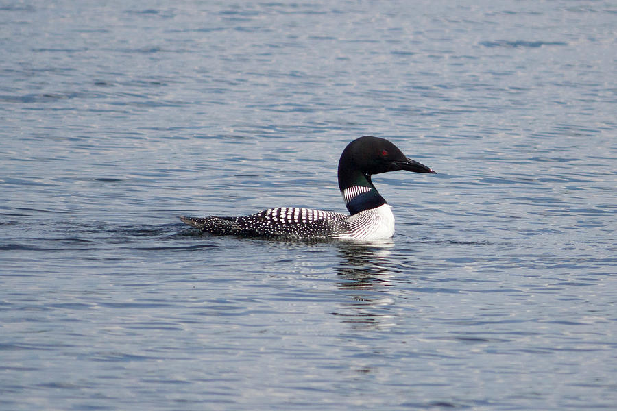 Maine Loon Photograph by Kirkodd Photography Of New England