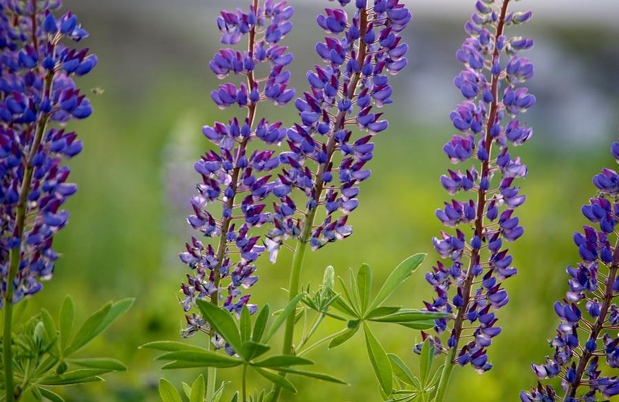 Maine Lupine Natural Artistry Photograph by Lena Hatch