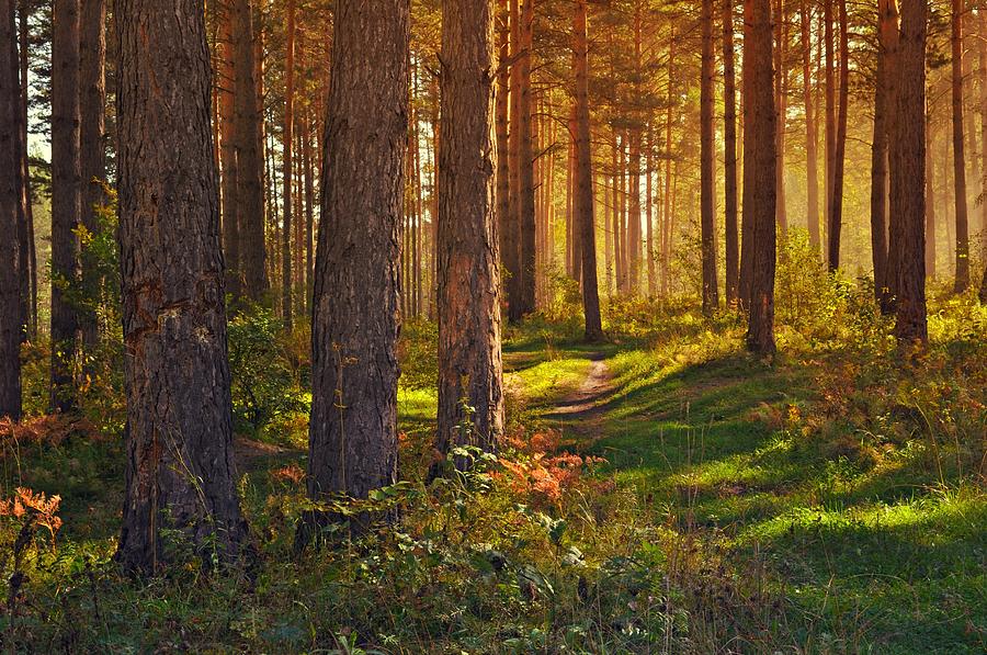 Maine Pine Forest Bathed in light Photograph by Movie Poster Prints