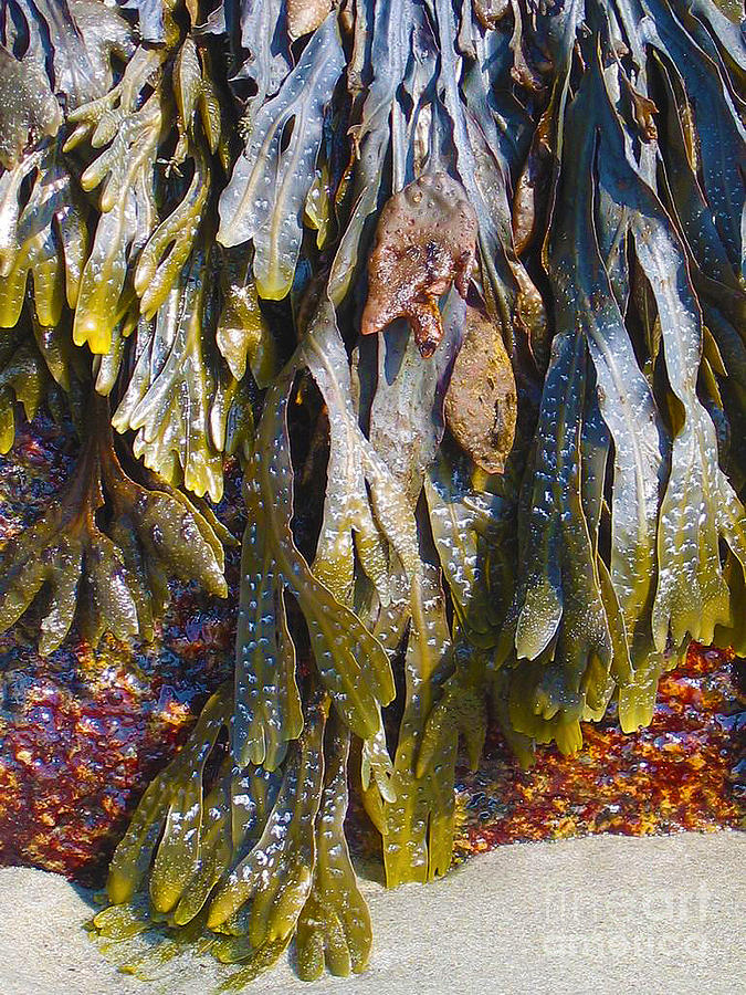 Maine Seaweed 1 Photograph by Christine Dion Fine Art America