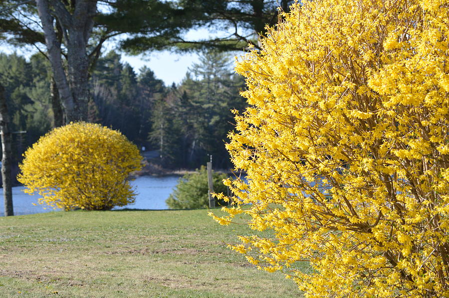Maine Spring Forsythias Photograph by Lena Hatch