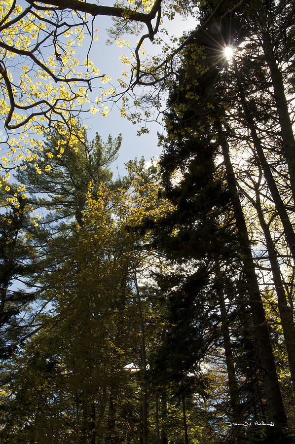Maine Spring Wood Photograph by Daniel Hebard
