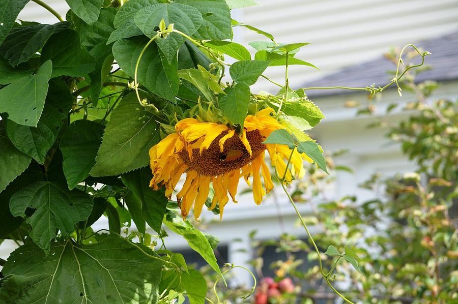 Maine Sunflower Photograph by Lena Hatch